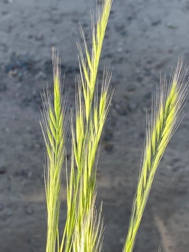 rattail sixweeks grass