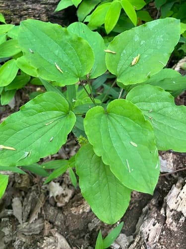 Upright Carrionflower