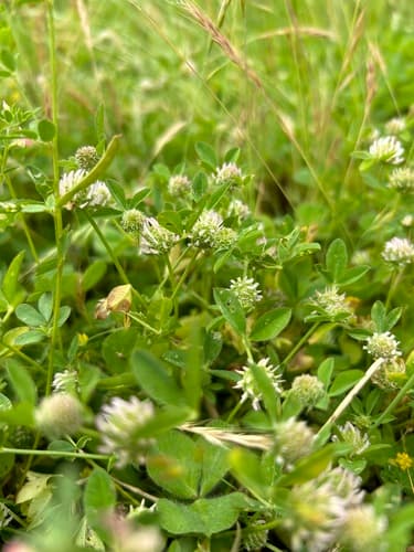 Clustered clover