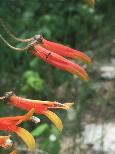 Sierra Madre Lobelia