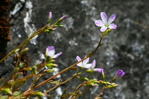 Small-leaved Blinks