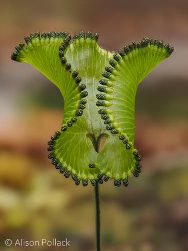 Kidney Fern