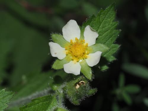 Sticky Cinquefoil Bonsai