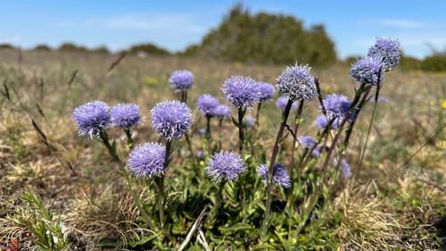 Common Blue Daisy