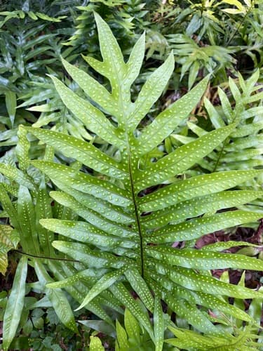 Musk Fern