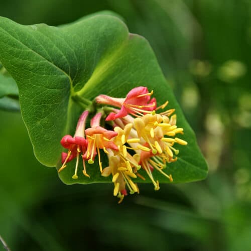Glaucous Honeysuckle