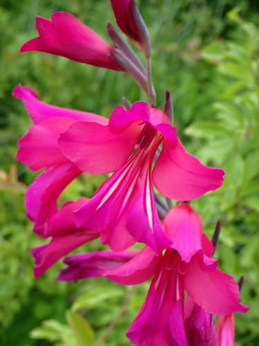 Eastern Gladiolus