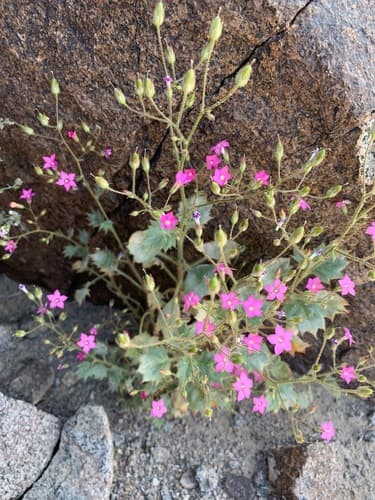 Broad-leaved Gilia (Wild Specimen)