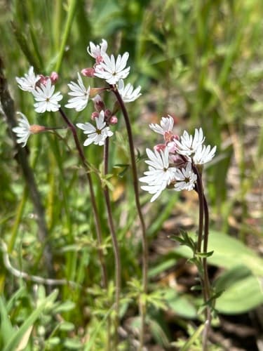 Smallflower Woodland Star Bonsai