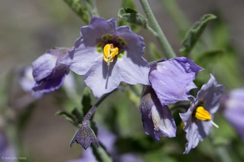 Bluewitch Nightshade