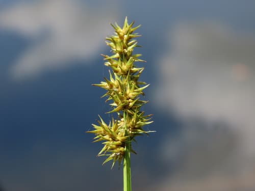 Awl-fruited Sedge Bonsai