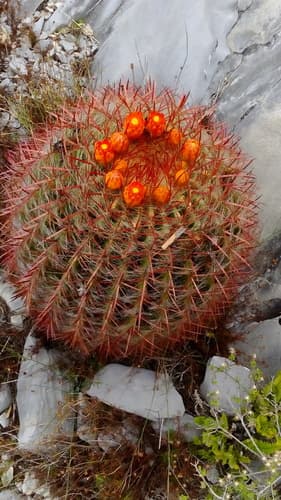 Ferocactus pilosus