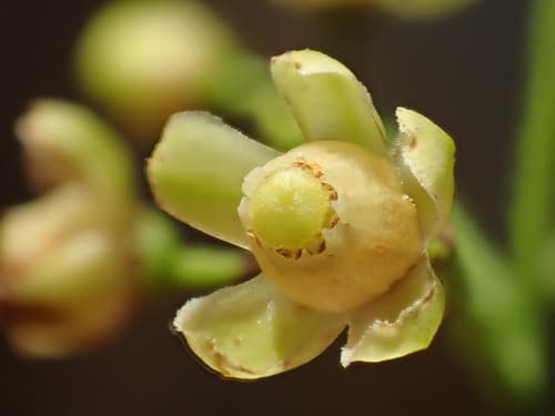 Big-leaf Mahogany Bonsai