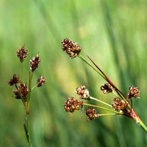 Heath Wood-rush