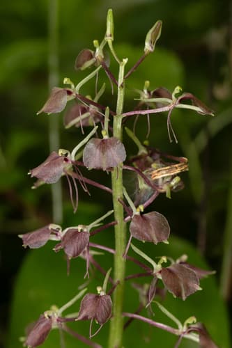 Large Twayblade Bonsai Specimen