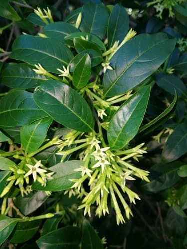 Night-blooming Jasmine Plant