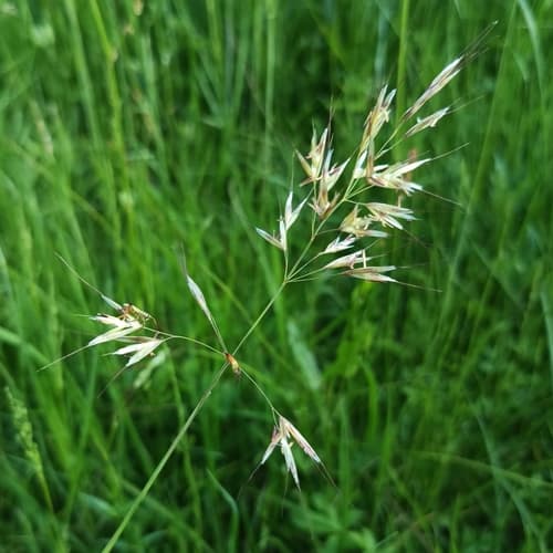 Downy Oat-grass