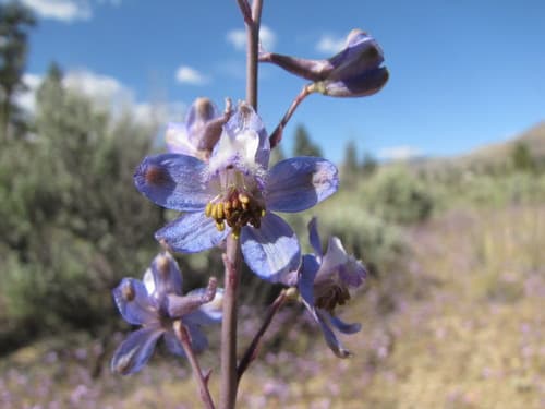 Desert Larkspur