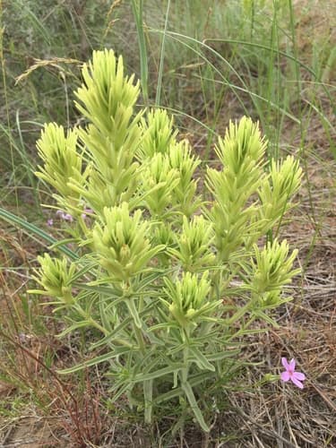 Thompson's Paintbrush