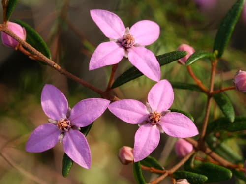Sydney Boronia Bonsai