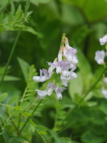 Wood Vetch (Not a Bonsai)