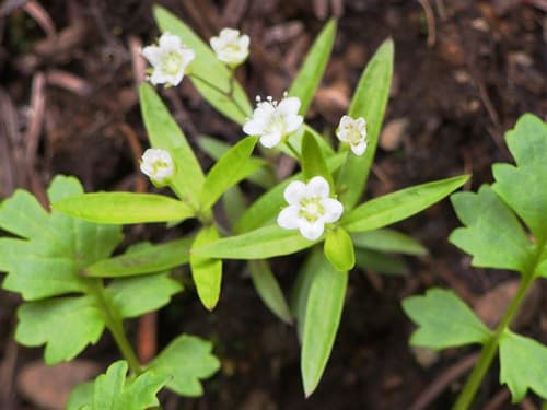 Largeleaf Sandwort