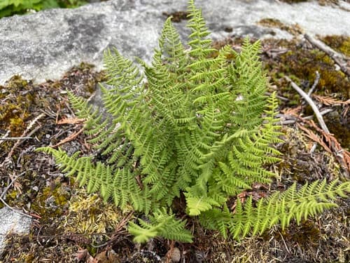 Rocky Mountain woodsia
