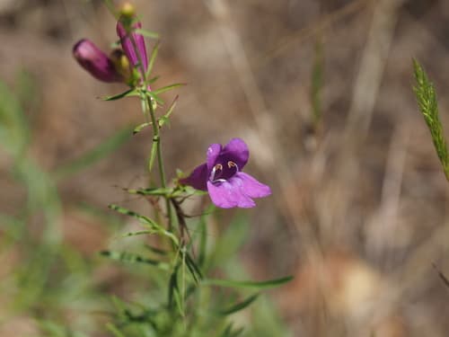 Bunchleaf Penstemon Bonsai