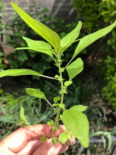 Pennsylvania Pellitory Plant