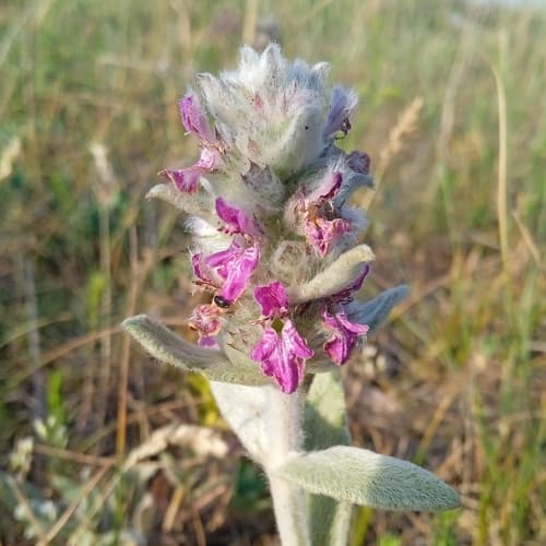 Mediterranean Woundwort Bonsai
