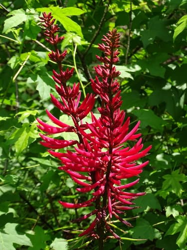 Eastern Coral Bean