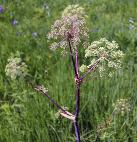 Purple-stemmed Angelica Bonsai Concept