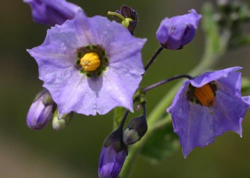 Purple Nightshade
