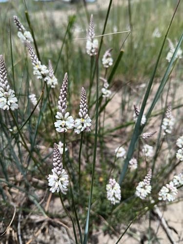 White Milkwort Plant
