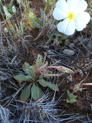White-stem Evening Primrose
