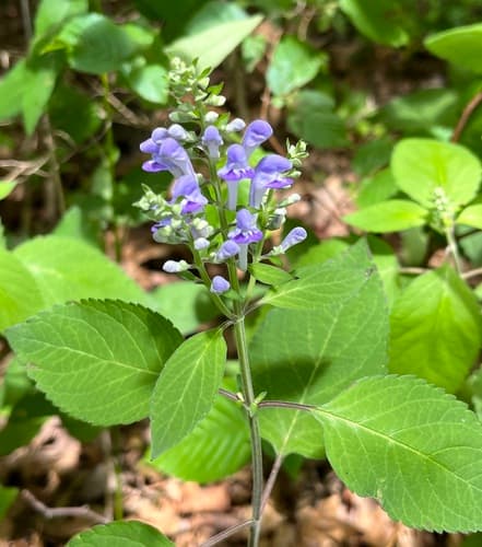Downy Skullcap