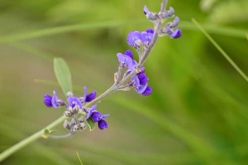 Slimflower Scurfpea Bonsai (Conceptual)
