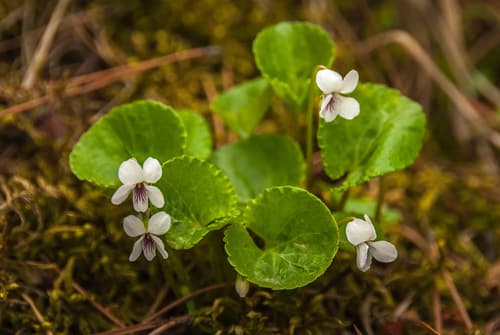 Kidneyleaf White Violet