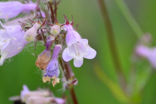 Long-sepal Beardtongue