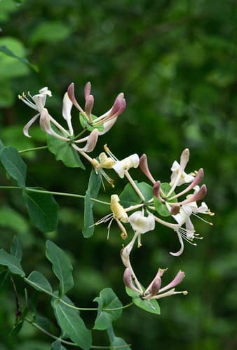 Perfoliate Honeysuckle Bonsai
