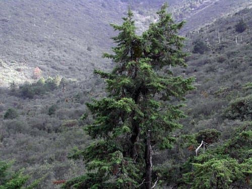 Arizona Cypress Bonsai