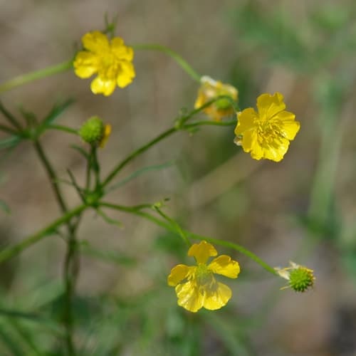 Multi-flowered Buttercup Bonsai