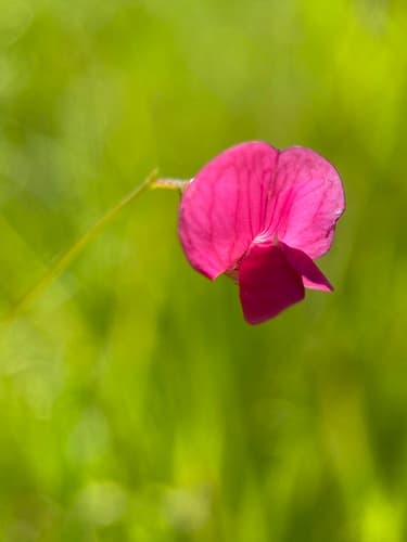 Grass Vetchling Flower