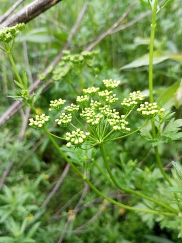 Garden Parsley