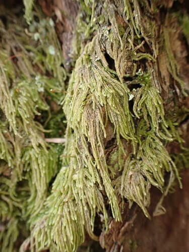 Coiled-leaf claw-moss