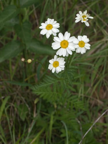 Scentless Feverfew