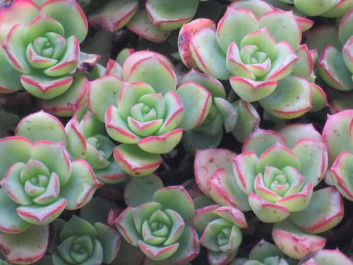 Haworth's Aeonium