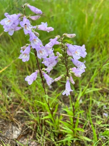 Lilac Penstemon Bonsai