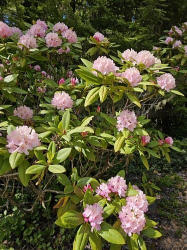 Pacific Rhododendron Bonsai