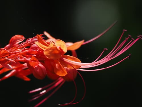 Japanese Glorybower Bonsai